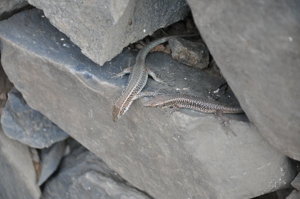 Madeira, Wanderung Vereda da Ponta de Sao Lourenco