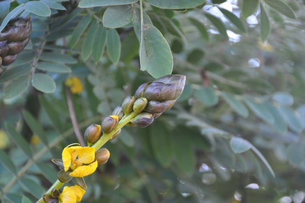 Madeira, Funchal, Botanischer Garten