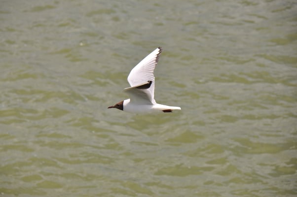 Fahrt auf dem Masurischen See Mazurski Park Krakjobrazobi