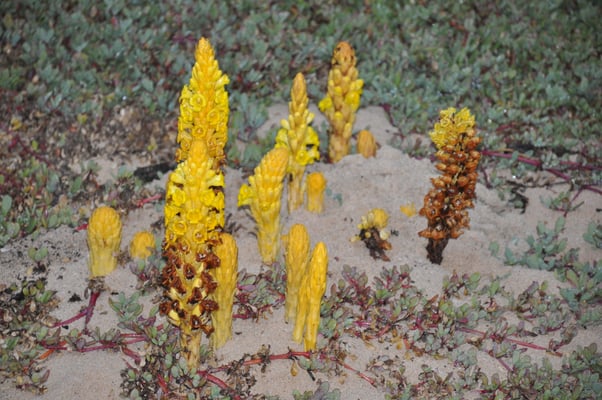 Kap Verden, Insel Sal, Strand mit ungewöhnlichen Pflanzen