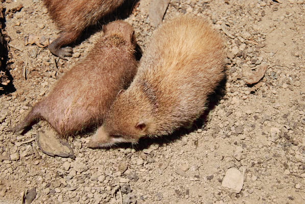 Madagaskar, Zoo Nähe Andasibe Nationalpark, Tenreks