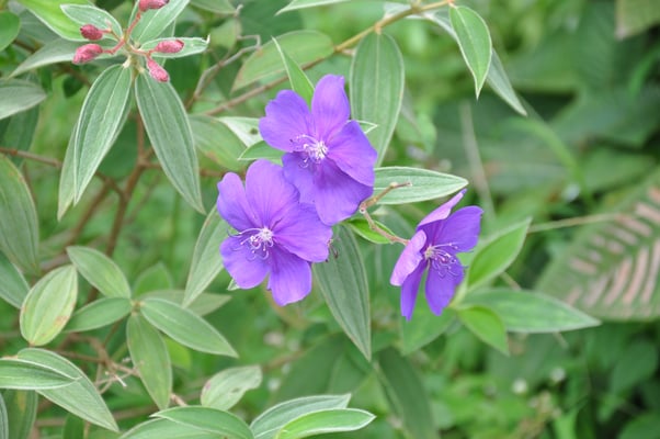 Sri Lanka, Kandy, Royal Botanic Gardens