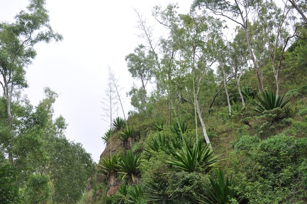 Kap Verden, Insel Santiago, Nationalpark "Serra Malagueta"