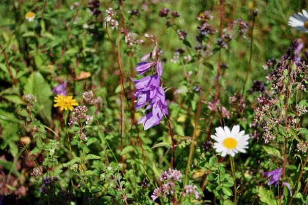 Georgien, Kreuzpass, "Sattel des Kaukasus"