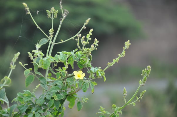 Kap Verden, Insel Santiago, Assomada, Aussichtsplattform