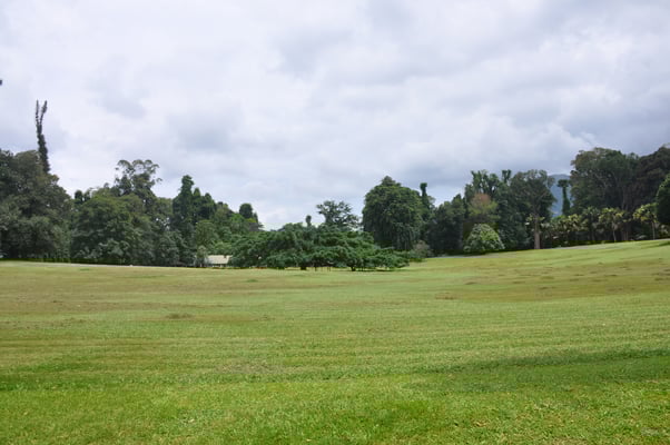 Sri Lanka, Kandy, Royal Botanic Gardens
