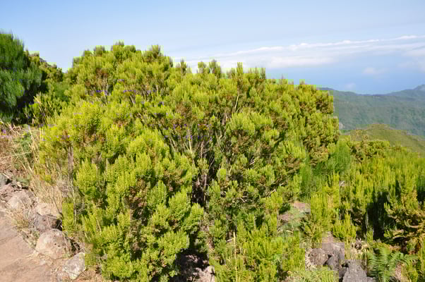 Madeira, Wanderung zum Vereda do Pico Ruivo