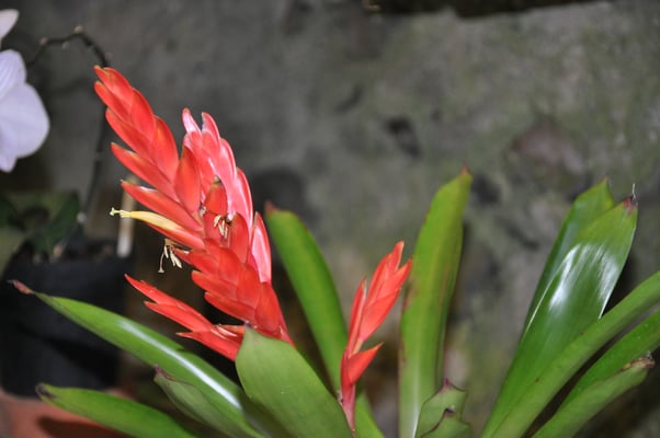 Madeira, Funchal, Orchideengarten, Quinta da Boa Vista
