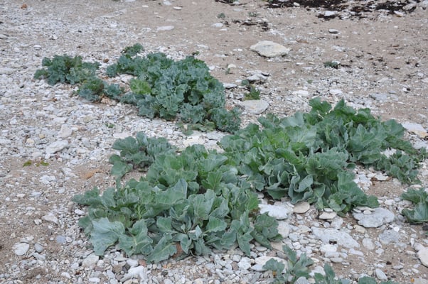 Schweden, Gotland, Jungfruklint, Gotlands, höchste Kalksäule