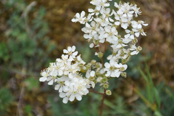 Schweden, Öland, Gräberfeld von Gettlinge