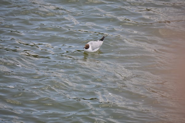 Fahrt auf dem Masurischen See Mazurski Park Krakjobrazobi