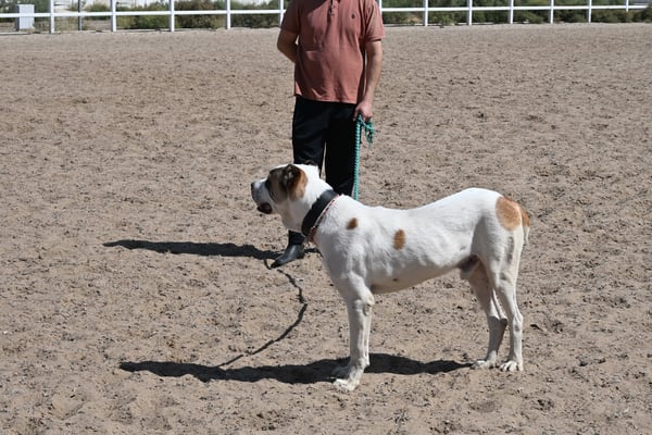 Turkmenistan, Ashgabad, Gestüt der Achal Tekkiner Pferde, Turkmenischer Hirtenhund