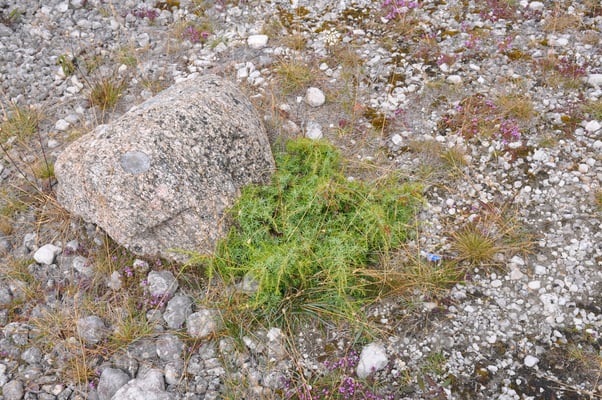 Schweden, Insel Farö, Rauk Gebiete