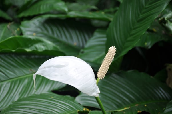 Sri Lanka, Kandy, Royal Botanic Gardens