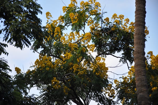 Madeira, Funchal, Botanischer Garten