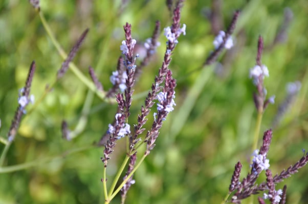 Kap Verden, Insel Fogo, Cha das Caldeiras, Pico Grande