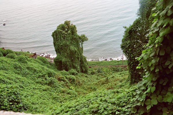 Georgien, Batumi, Botanischer Garden 