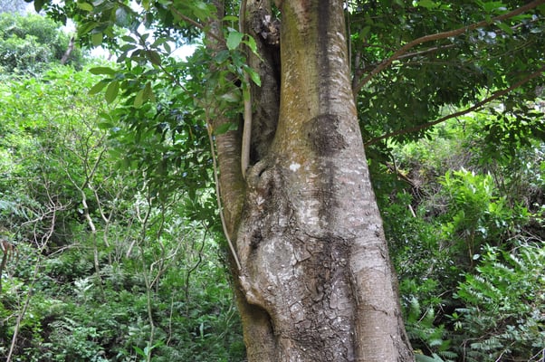 Madeira, Wanderung Levada da Reibeira da Janela