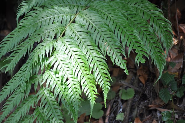 Madeira, Wanderung Levada da Reibeira da Janela
