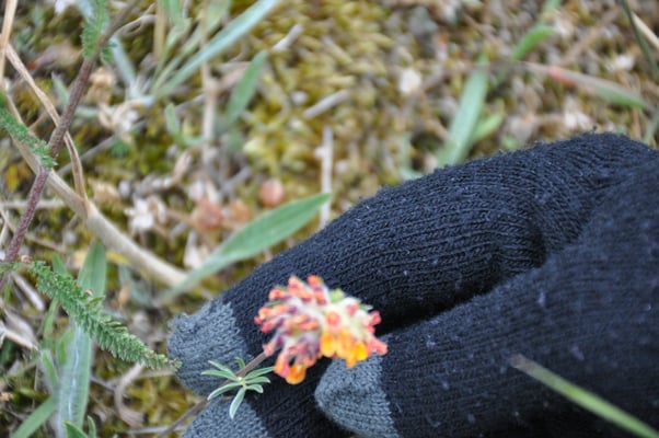 Schweden, Öland, Gräberfeld von Gettlinge