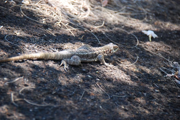 Madagaskar, Andringitra Naionalpark, Sandleguan