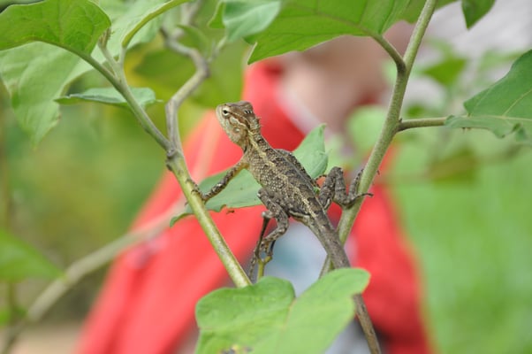 Sri Lanka, Hirwadunna, Wanderung am Peripherie See