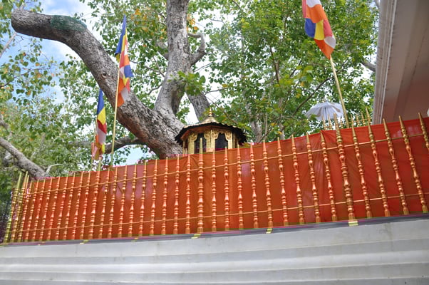 Sri Lanka: Anuradhapura, Jaya Sri Maha Boddhi
