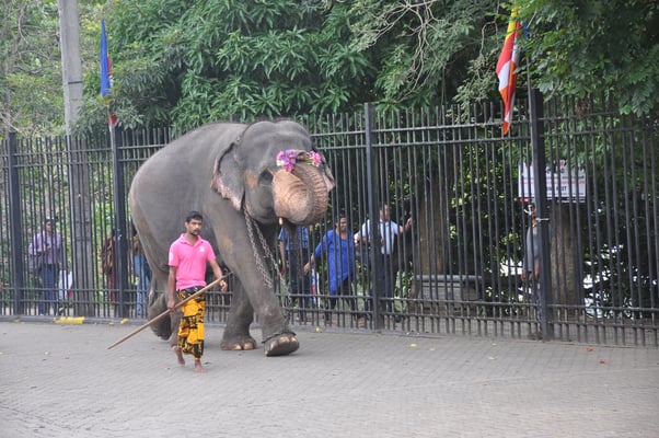 Sri Lanka, Kandy, Tempel des heiligen Zahns, Sri Dalada Maligawa