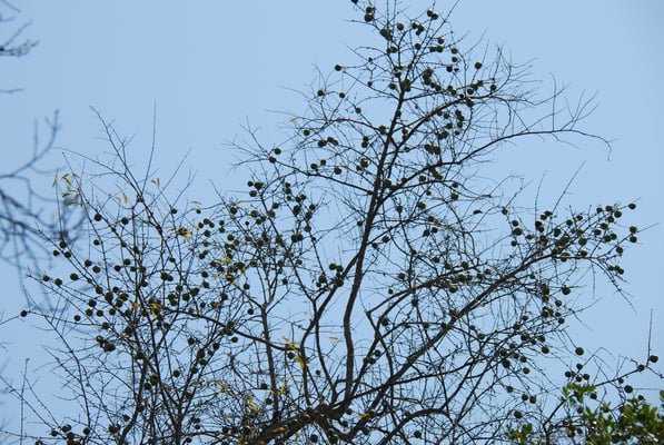Madagaskar, Zumbize Nationalpark