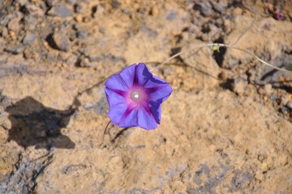 Kap Verden, Insel Fogo, Cha das Caldeiras, Pico Grande