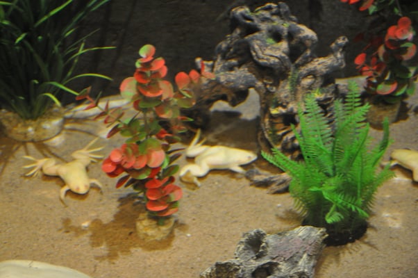 Irland, Halbinsel Dingle, Hauptstadt Dingle mit Aquarium