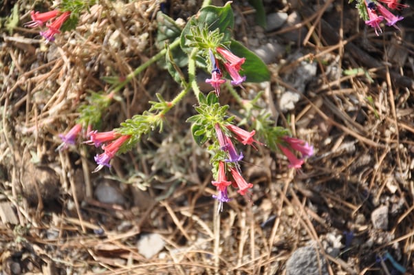 Kap Verden, Insel Santo Antao, Ponta do Sol