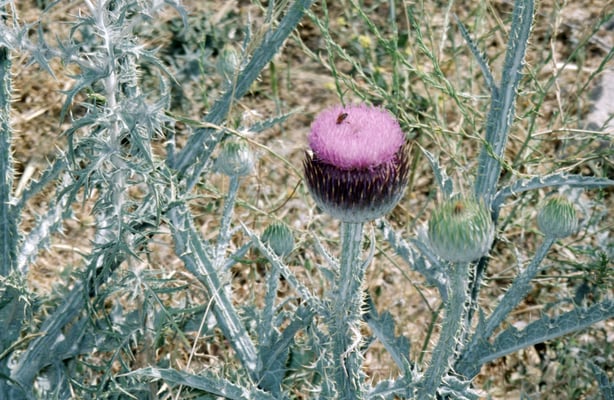 Iran,  Firuzabad, sassanidische Palastanlage