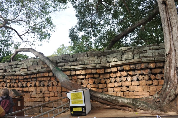 Sri Lanka: Anuradhapura, Jaya Sri Maha Boddhi
