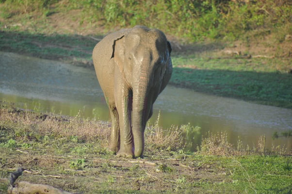 Sri Lanka, Yala Nationalpark
