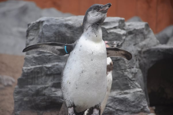 Irland, Halbinsel Dingle, Hauptstadt Dingle mit Aquarium