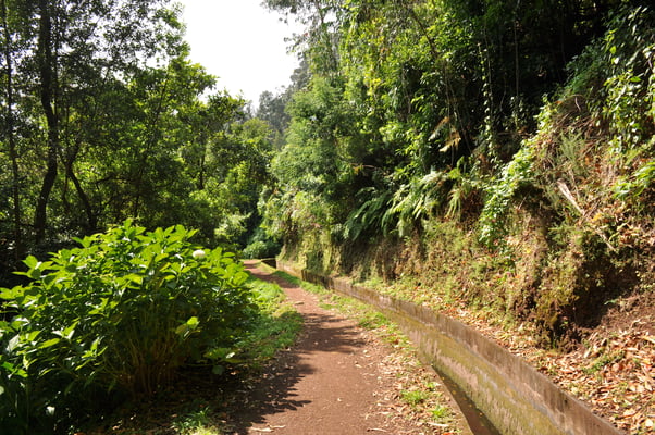 Madeira, Wanderung Levada da Reibeira da Janela