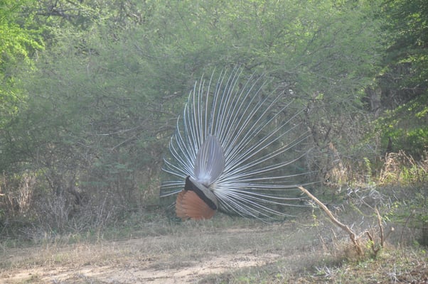 Sri Lanka, Yala Nationalpark