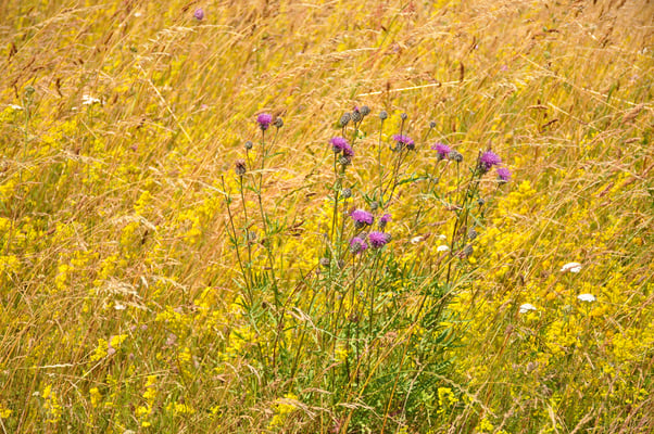 Schweden, Ales Stenar