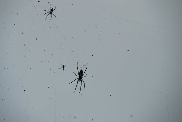 Madagaskar, Riesenspinnen, Nephila Madagascarienses