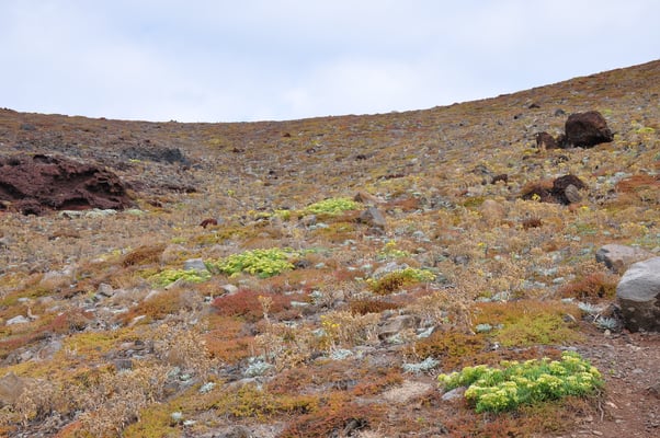 Madeira, Wanderung Vereda da Ponta de Sao Lourenco