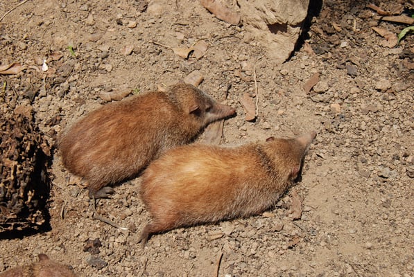 Madagaskar, Zoo Nähe Andasibe Nationalpark, Tenreks