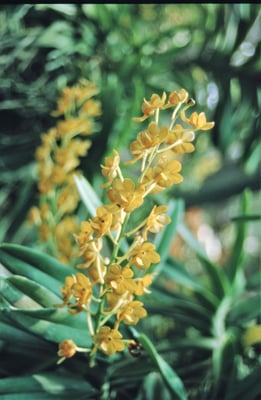 Thailand, Orchideenfarm