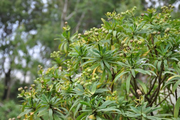 Kap Verden, Insel Santiago, Nationalpark "Serra Malagueta"