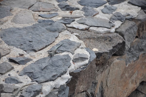 Madeira, Wanderung Vereda da Ponta de Sao Lourenco
