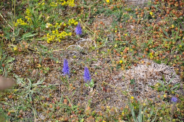 Schweden, Öland, Eketorps Borg, Wikinger Museum