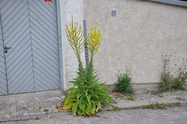 Schweden, Gotland, Visby mit Kathedrale und Stadtmauer