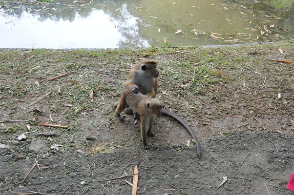 Sri Lanka, Kandy, Royal Botanic Gardens