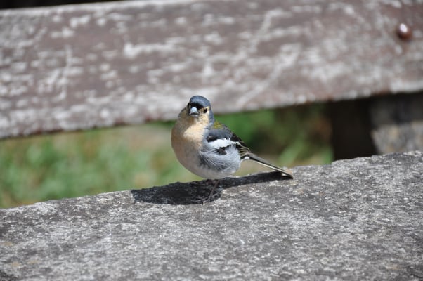 Madeira, Wanderung Levada da Reibeira da Janela