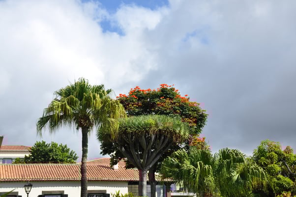 Madeira, Funchal, Villa Quitas das Cruzas, Jardins do Lago